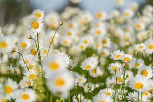 madeliefje kamille achtergrond. mooi natuur tafereel met bloeiend kamille in zon gloed. zonnig dag. zomer bloemen. foto