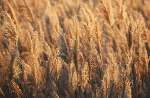 de schoonheid van de natuur foto