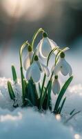 ai gegenereerd sneeuwklokje bloemen bloeiend door de sneeuw in vroeg de lente. sneeuwklokjes foto