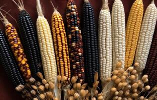 ai gegenereerd verscheidenheid van inheems maïs variëteiten. de maïs ik hebben gevonden in mijn vriend foto