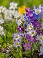 ai gegenereerd een groep van Purper en wit bloemen - mooi voorjaar bloemen achtergrond foto