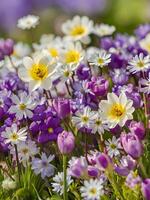 ai gegenereerd een groep van Purper en wit bloemen - mooi voorjaar bloemen achtergrond foto