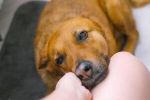 schattig rood groot hond zullen stok zijn uiteinde van een loop naar zijn hand- naar worden geaaid foto