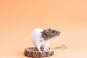 een schattig huisdier Rat is zittend Aan een gekleurde achtergrond. ruimte voor tekst. huisdier, knaagdier foto