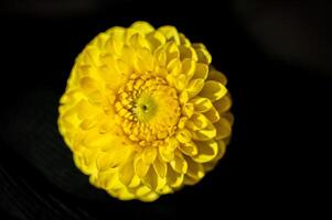 detailopname van een geel dahlia Aan een donker achtergrond. foto