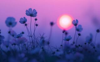 ai gegenereerd etherisch kosmos bloemen koesteren in de rooskleurig licht van zonsopkomst foto