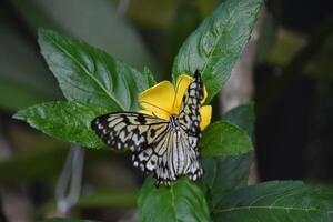mooi rijst- papier vlinder Aan een klein geel bloem foto