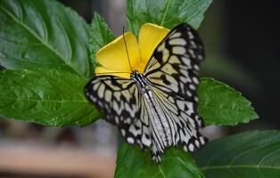 witte boomnimfvlinder in een tuin foto