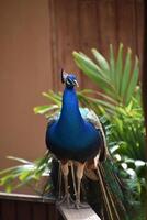 kobalt blauw pauw staand omhoog met veren achteraan foto