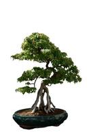 vormig klein knoophout bonsai boom foto