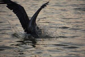 water spatten net zo een pelikaan komt in voor een water landen foto