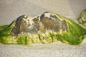algen gedekt steen Aan een zand strand foto
