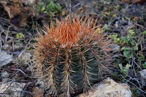 ronde rood vat cactus met veel van doornen foto