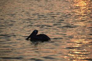 aftekenen pelikaan Aan de oceaan Bij dageraad foto