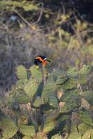 troepiaal nippen nectar van een stekelig Peer cactus foto