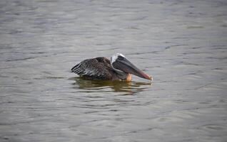 pelikaan drijvend Aan de wateren oppervlakte foto