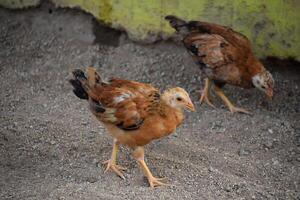 paar- van baby kuikens wandelen langs foto