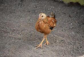 single baby kuiken wandelen in aarde foto