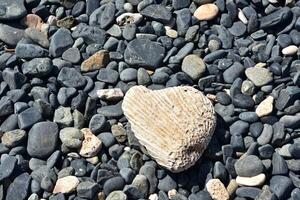 steen strand met wit hart vormig koraal steen foto