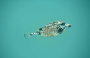 aquatisch kogelvis vis met vlekken onderwater- foto