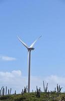 groen energie met windmolens tussen cactus in aruba foto