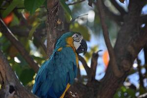 ara papegaai neergestreken in een boom top foto