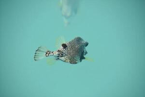 gevlekte kogelvis vis zwemmen in de tropisch wateren foto