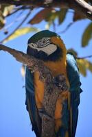 van dichtbij met een blauw-gouden ara foto