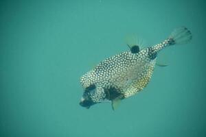 polka punt patroon Aan een vis in turkoois wateren foto