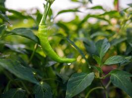 groen chili in de tuin, biologisch groen chili groeit Aan chili boom foto