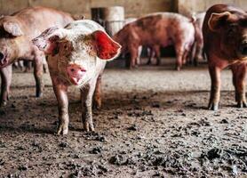 fokker varken met vuil lichaam, detailopname van varkens lichaam.groot varken Aan een boerderij in een varkensstal, jong groot huiselijk varken Bij dier boerderij binnenshuis foto