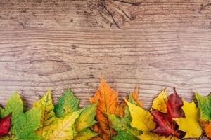 herfst achtergrond met kleurrijk vallen esdoorn- bladeren Aan rustiek houten tafel. dankzegging vakantie concept. groente, geel en rood herfst bladeren. top visie. foto