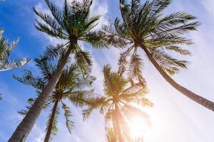 palm bomen zon licht heet evenaar natuur landschap tropisch achtergrond vakantie reizen ontwerp afgezwakt haveloos foto