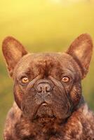 portret van een gestroomd Frans buldog. een hond Aan een zonnig dag Aan een achtergrond van groen gras. foto