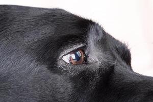 oog van een zwart hond. de oog van een labrador retriever hond. foto