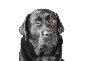 labrador retriever portret. zwart hond volwassen isoleren. foto