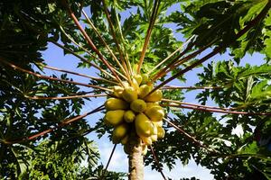 papaja boom dat heeft rijp fruit landschap foto
