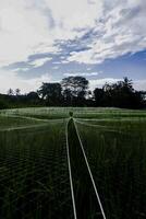 een rekken van rijst- velden gedekt met verrekening foto