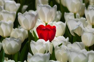 een rood tulp tussen de wit tulpen. lente concept achtergrond foto