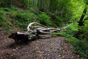 dood boom Aan de Woud grond. ecologie of natuur concept foto