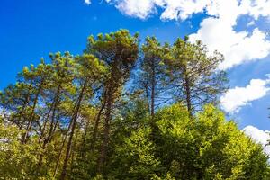 Woud visie met hoog bomen en gedeeltelijk bewolkt lucht Aan de achtergrond foto