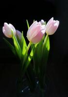 roze tulp, zwart achtergrond.roze tulp, zwart achtergrond. bloemen en roze, zwart achtergrond.zonlicht door de boeket bloemen foto
