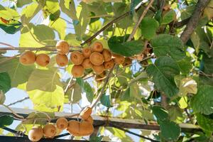 kiwi trossen toenemen Aan een groen boom in de tuin in de zon stralen foto