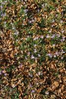 Purper krokussen toenemen in een opruimen tussen gedaald droog bladeren foto