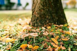 honing champignons toenemen tussen gedaald geel bladeren in een herfst park foto