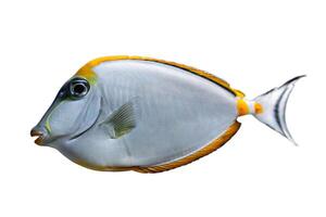naso lituratus acanthuridae tropisch vis, sinaasappelruggengraat eenhoornvis geïsoleerd Aan wit achtergrond foto
