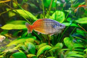 van Boeseman regenboogvis, melanotaenie boesemani zwemmen in aquarium water met groen algen foto