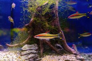 melanotaenie australis, regenboogvis zwemmen in aquarium zwembad met groen zeewier foto