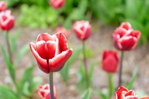 rood tulp met wit rand bloemen met groen bladeren bloeiend in een weide, park, bloembed buitenshuis foto