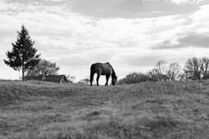 mooie wilde bruine paardenhengst op zomerbloemenweide foto